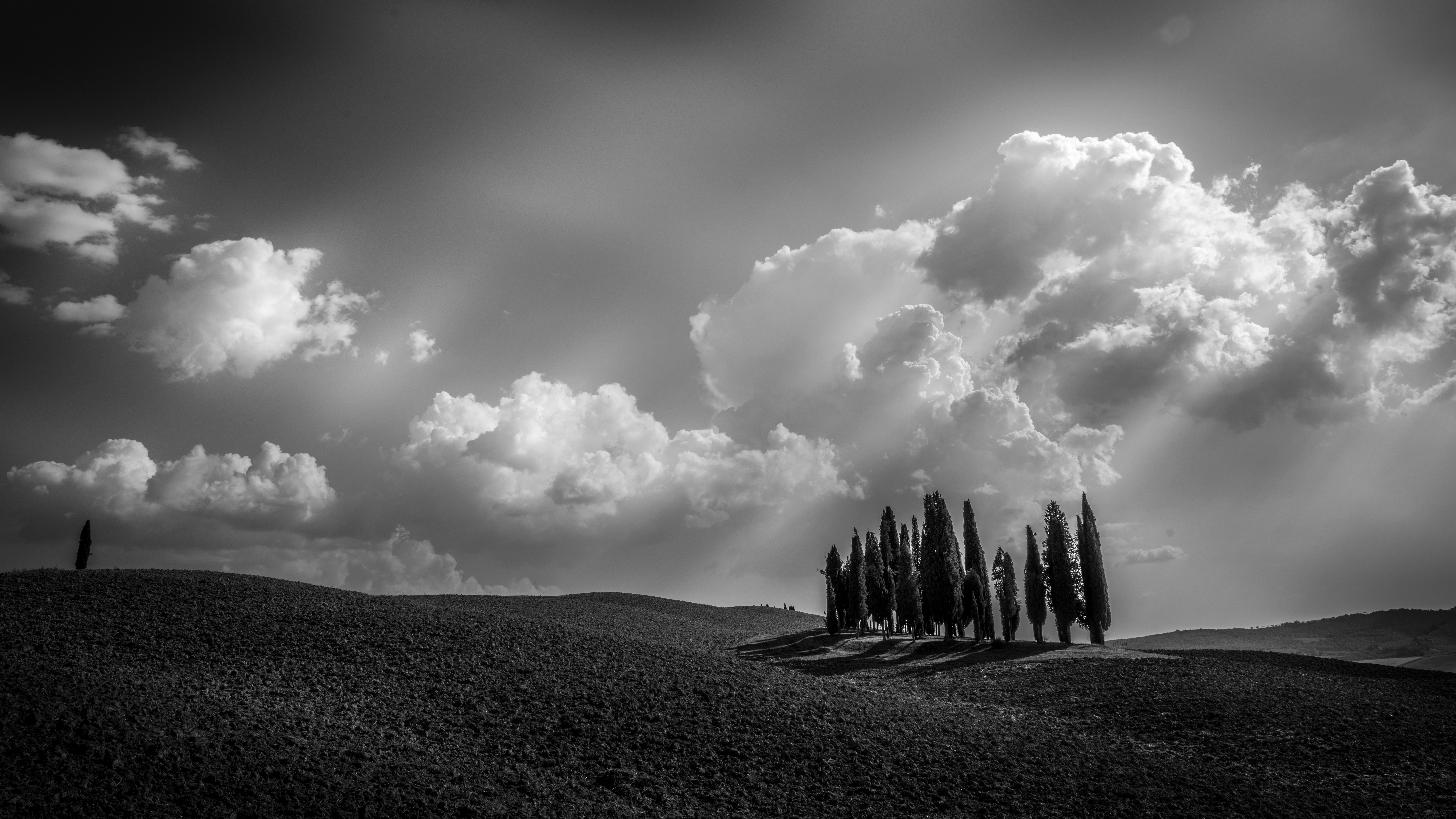 grayscale photo of tree trunk on hill